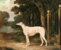 Vandeau A White Greyhound 2 Herring Snr John Frederick horse